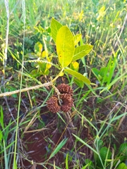 Tabernaemontana solanifolia