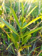 Tabernaemontana solanifolia