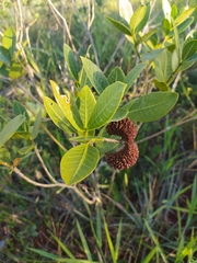 Tabernaemontana solanifolia