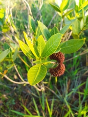 Tabernaemontana solanifolia