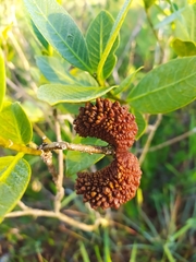 Tabernaemontana solanifolia