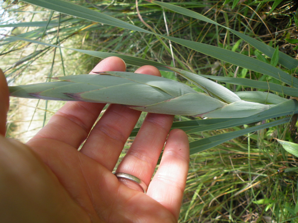 Gladiolus elliotii; photograph (c) Antoinette Eyssell Knox, some rights reserved (CC BY-SA)