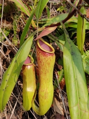 Nepenthes khasiana