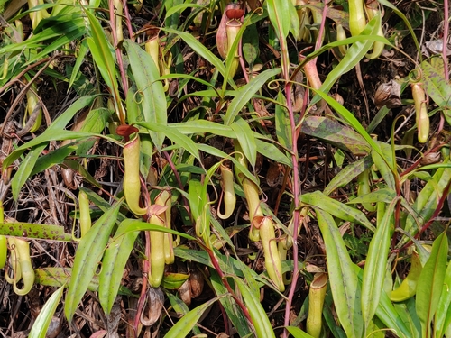 Image of Nepenthes khasiana by (c) T R Shankar Raman, some rights reserved (CC BY)