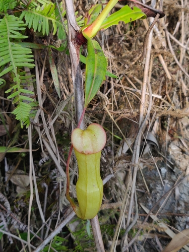 Image of Nepenthes khasiana by (c) T R Shankar Raman, some rights reserved (CC BY)