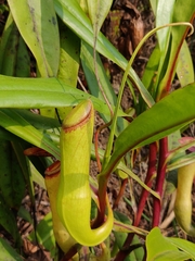 Nepenthes khasiana