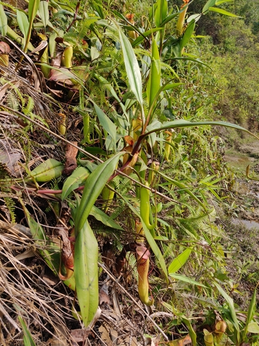 Image of Nepenthes khasiana by (c) T R Shankar Raman, some rights reserved (CC BY)