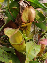 Nepenthes khasiana