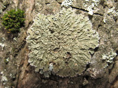 Physconia enteroxantha