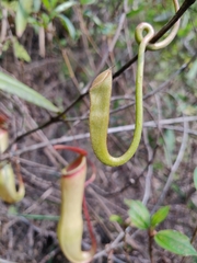 Nepenthes khasiana