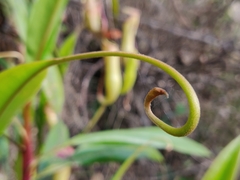 Nepenthes khasiana