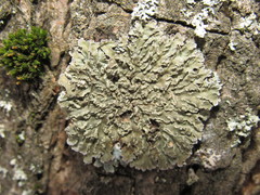 Physconia enteroxantha