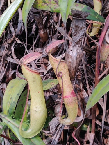 Image of Nepenthes khasiana by (c) T R Shankar Raman, some rights reserved (CC BY)