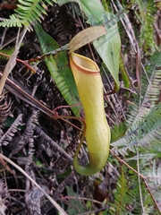 Nepenthes khasiana
