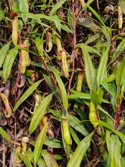 Nepenthes khasiana