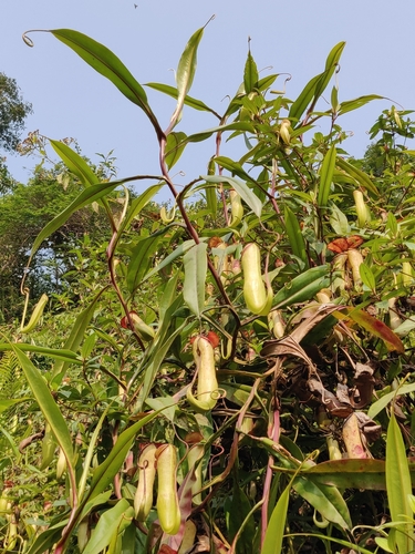 Image of Nepenthes khasiana by (c) T R Shankar Raman, some rights reserved (CC BY)