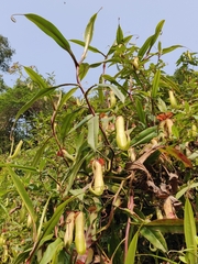 Nepenthes khasiana