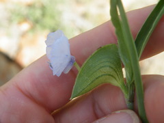Commelina livingstonii