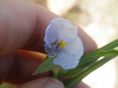 Commelina livingstonii