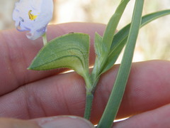 Commelina livingstonii