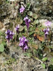 Linaria amethystea