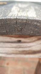 Caprochromus moerens