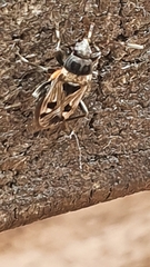 Caprochromus moerens