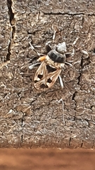 Caprochromus moerens