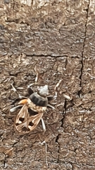 Caprochromus moerens