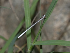 Agriocnemis argentea