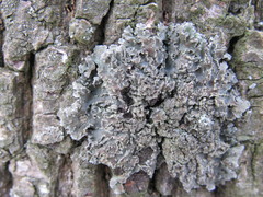 Physconia enteroxantha