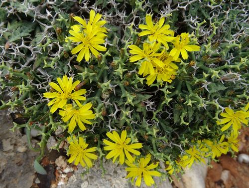Launaea cervicornis (Boiss.) Font Quer & Rothm.
