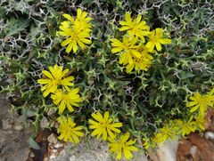 Launaea cervicornis