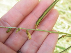 Crotalaria orientalis
