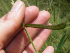 Crotalaria orientalis