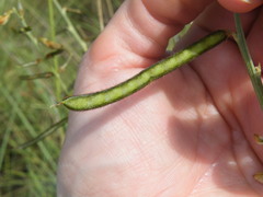 Crotalaria orientalis