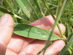 Crotalaria orientalis