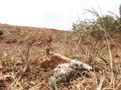 Lepidagathis cristata