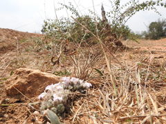 Lepidagathis cristata