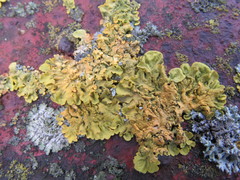 Xanthoria parietina