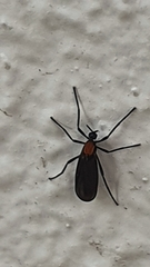 Plecia ruficollis