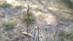 Schoenus carsei