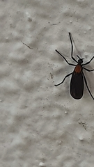 Plecia ruficollis