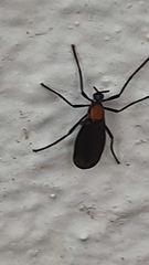 Plecia ruficollis