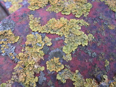 Xanthoria parietina