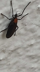 Plecia ruficollis