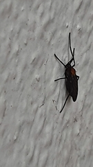 Plecia ruficollis