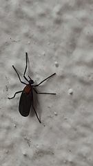 Plecia ruficollis