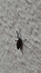 Plecia ruficollis