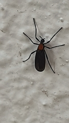 Plecia ruficollis
